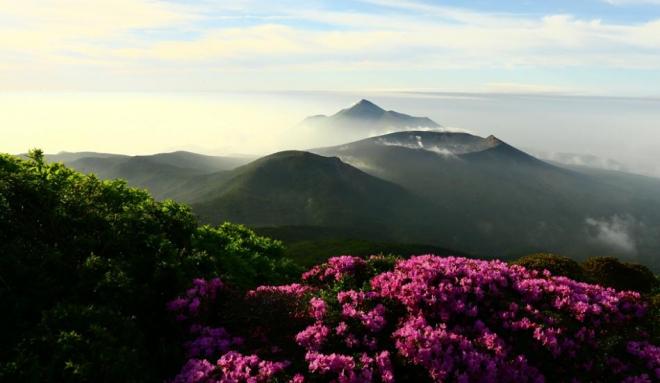 ミヤマキリシマ