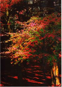 第6回入選受賞作品「神宮の赤い森」