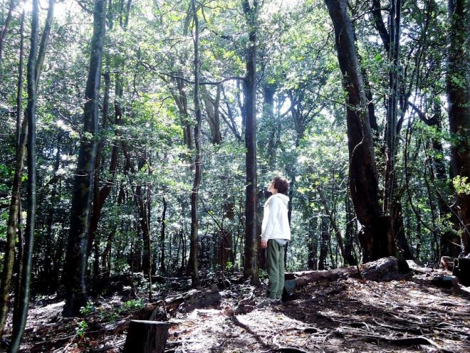 3-森林セラピー