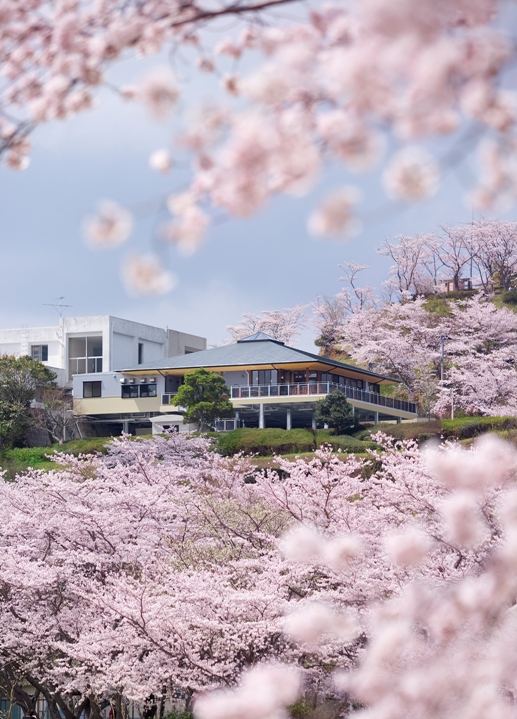 丸山公園の桜の画像