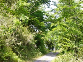 柳ヶ平散策路の画像