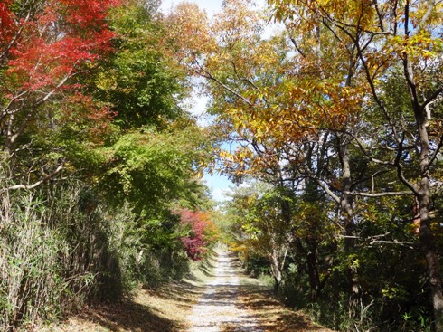 柳ヶ平散策路の画像