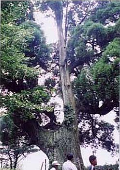 羽山神社の杉写真1