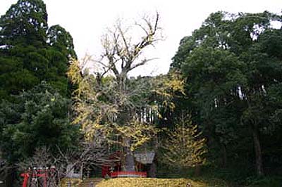 鷹屋神社の銀杏写真