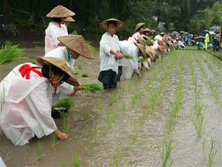 鹿児島神宮お田植祭