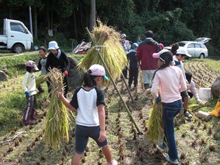 隼人町小浜地区の棚田保存会による稲刈り2