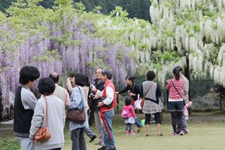 第10回和気公園藤まつり開花セレモニー3