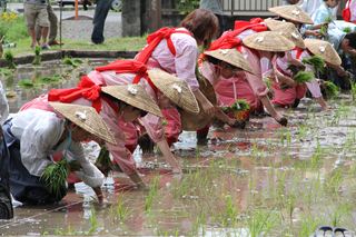 鹿児島神宮でお田植祭4