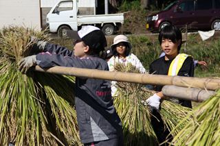 霧島桂内地区の稲刈り2