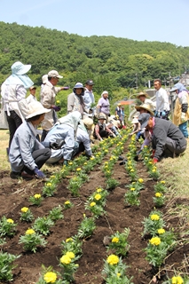 花の苗植え