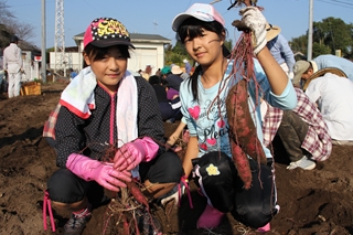 溝辺町石峯地区イモの収穫2