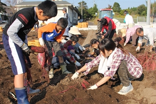 溝辺町石峯地区イモの収穫3