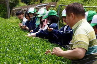 霧島茶の茶摘み体験2