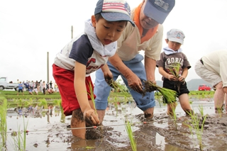 ふれあい田植えの画像3