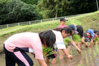 永水小田植え2