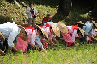 鹿児島神宮恒例の御田植祭斎田祭