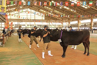 第29回姶良春季畜産共進会(1次予選会)02