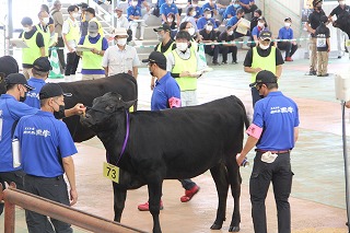 全国和牛能力共進会県最終予選会