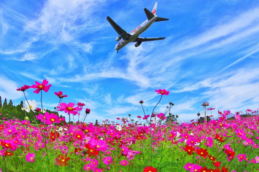 コスモスと飛行機の写真