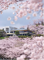 丸岡公園桜の画像