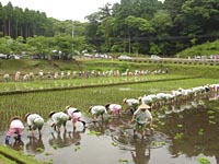 霧島神宮斎田お田植え祭写真1