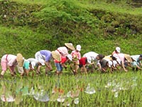 霧島神宮斎田お田植え祭写真2