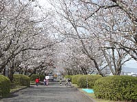 福島三万桜並木写真