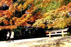 霧島神宮紅葉の画像